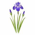 一輪開花